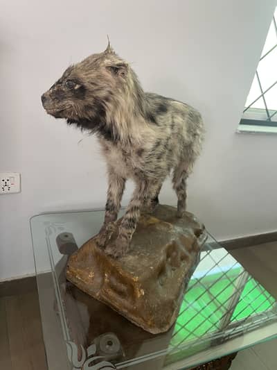 Hyena