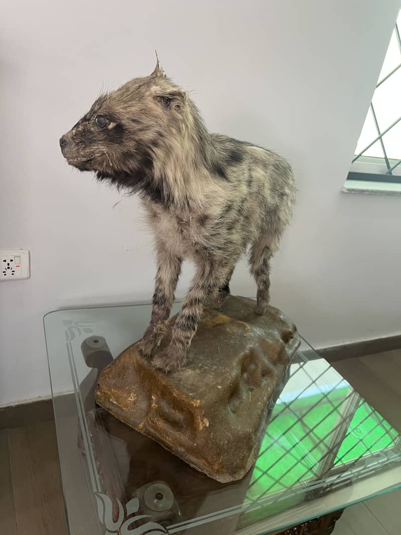 Hyena 0