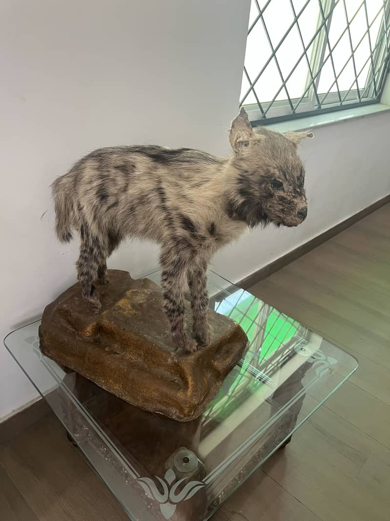 Hyena 1