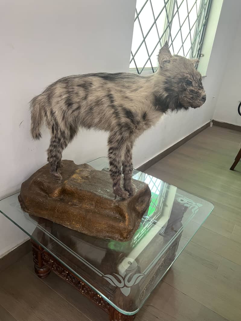 Hyena 2