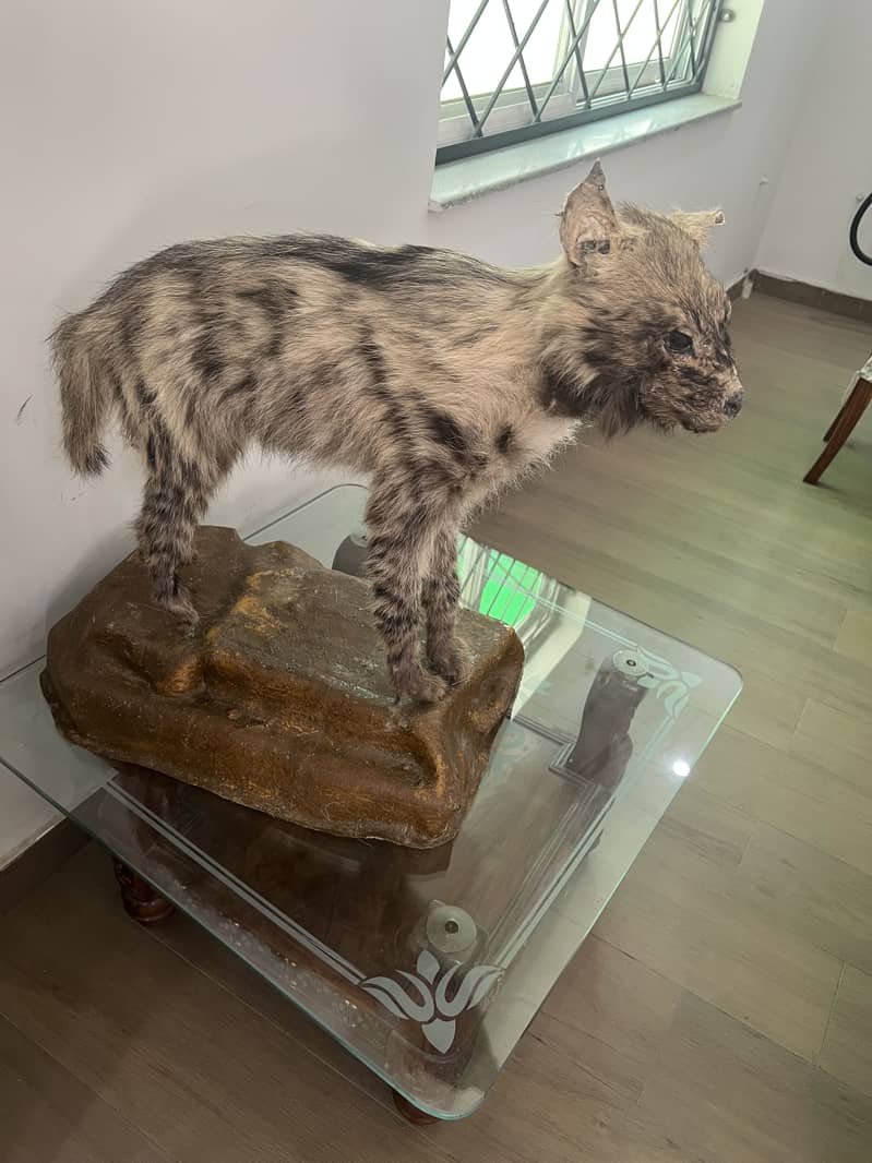 Hyena 3