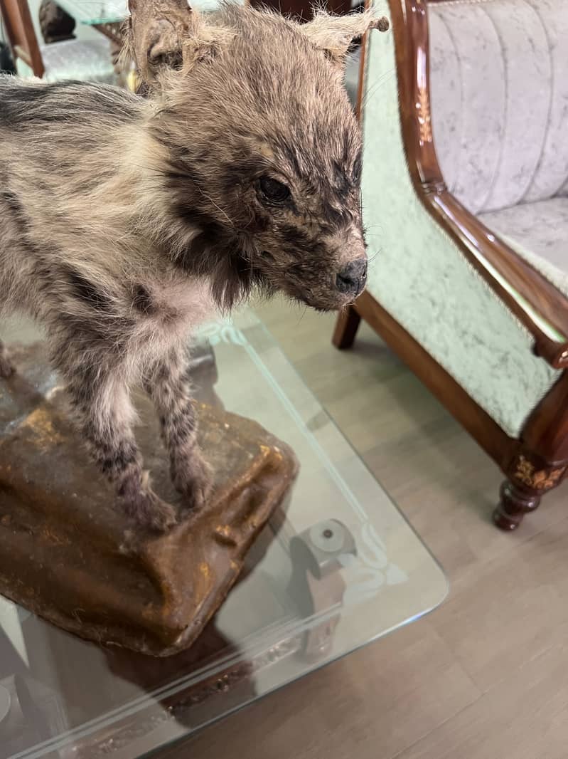 Hyena 4