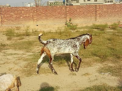 Makhi china Bakra for sale