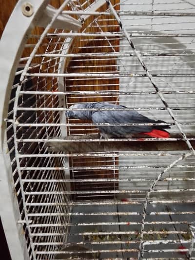breeder grey parrot tam male for sale