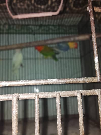 love bird