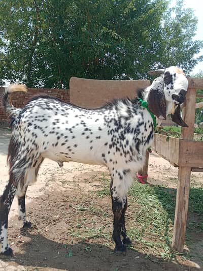 Ablak | rajan puri | Bakra | Goat | Qurbani | 2 Dant | بکرا