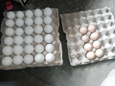 white leghorn/aseel fertile eggs chicks