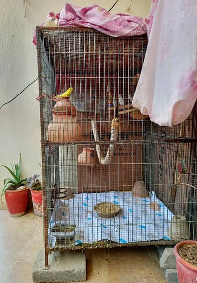 budgies with cage