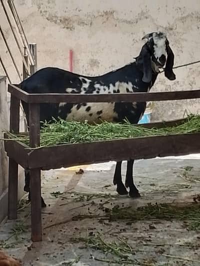 Kasai for slaughter goat or sheep