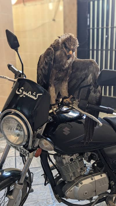 Suzuki gs 150
