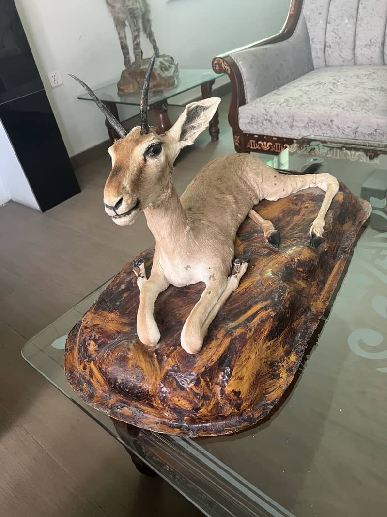 Deer Mount 1