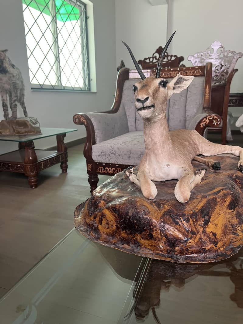 Deer Mount 2