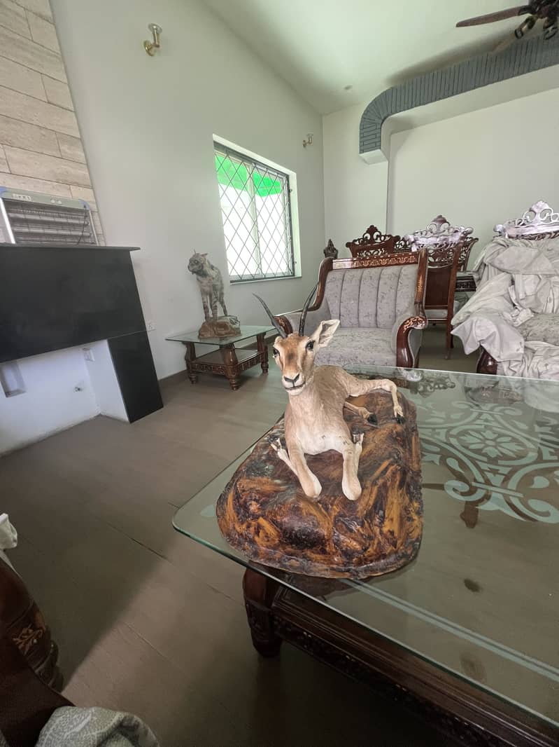 Deer Mount 3