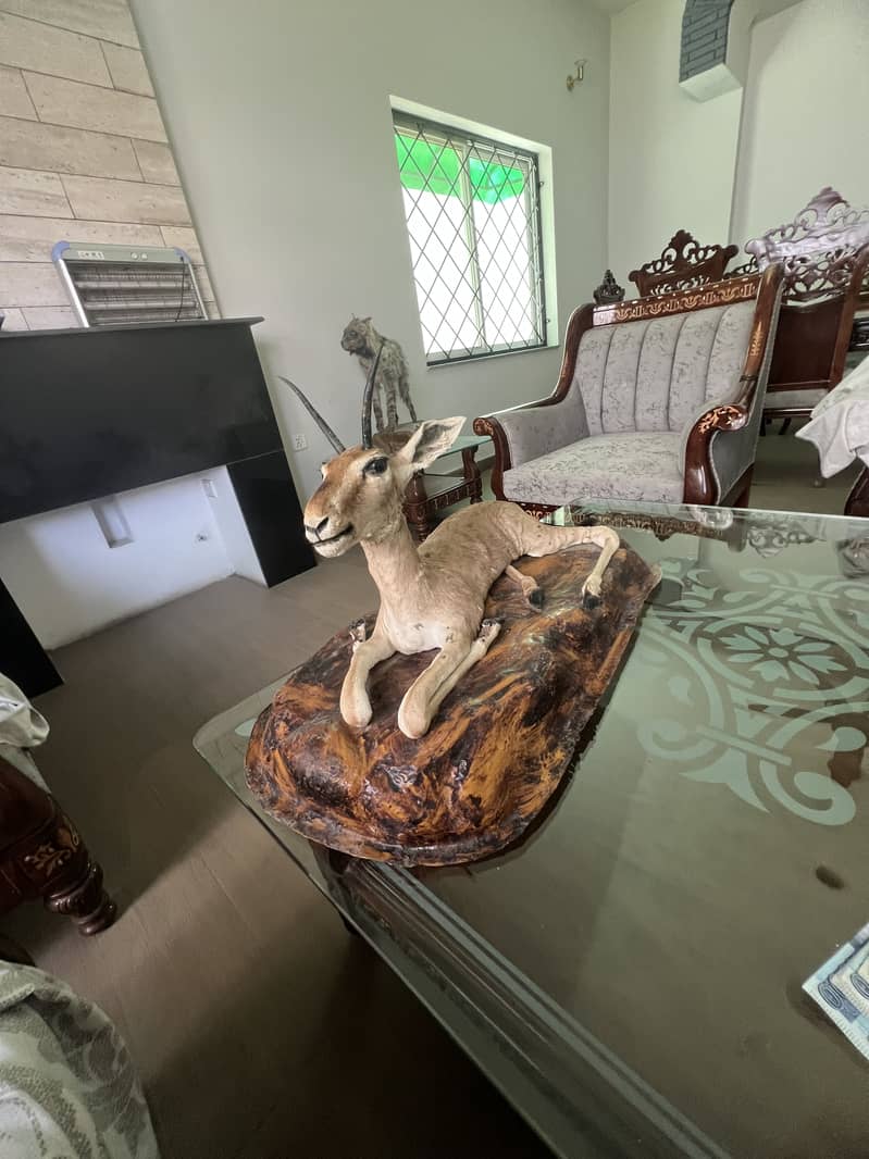 Deer Mount 4