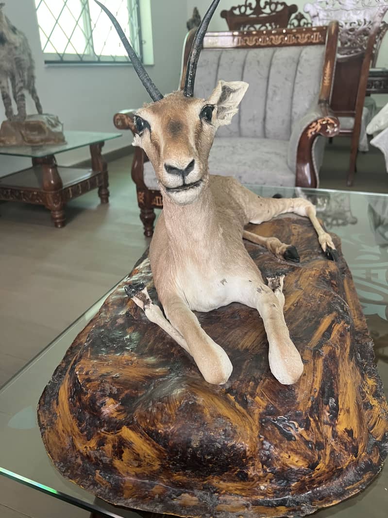 Deer Mount 5