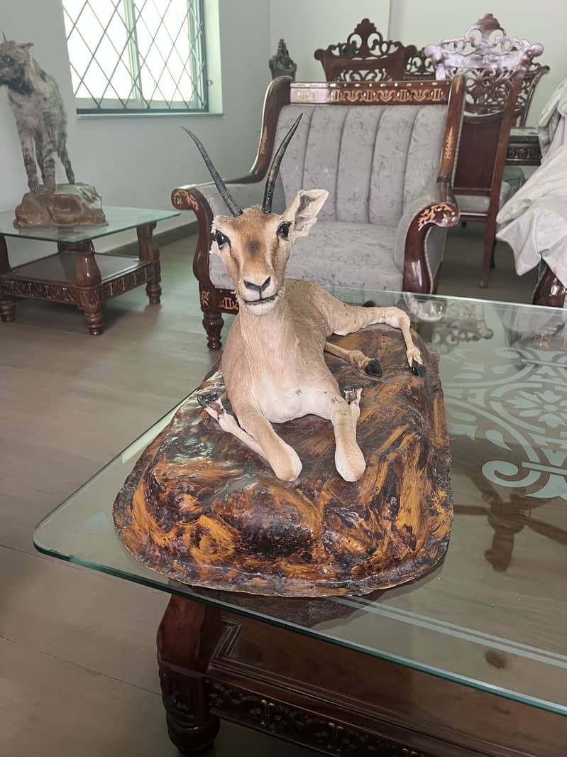 Deer Mount 6