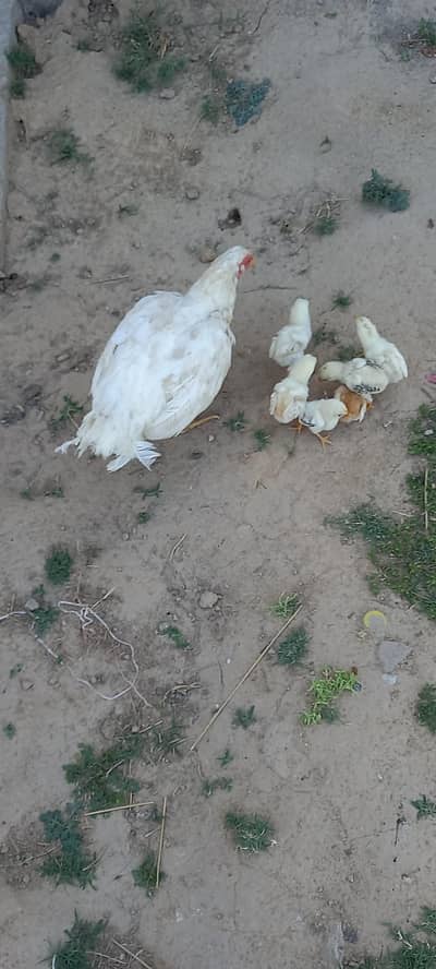 aseel heeri  murgi or 5 bacha aseel