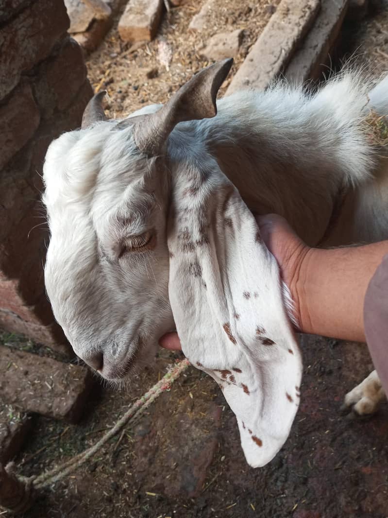 For Eid ul Adha 0