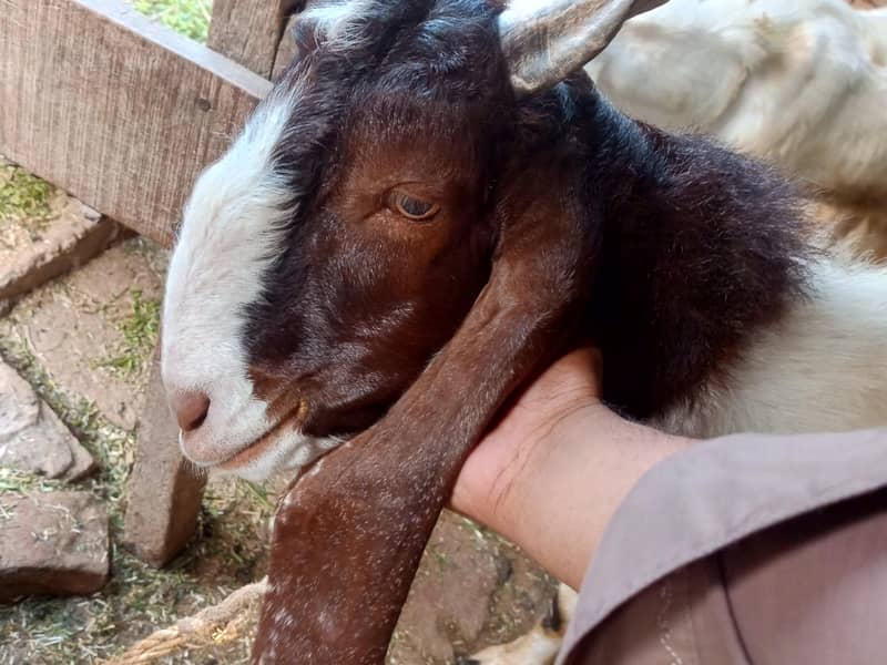 For Eid ul Adha 1