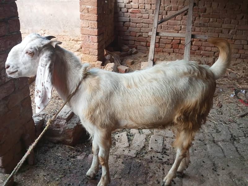 For Eid ul Adha 5