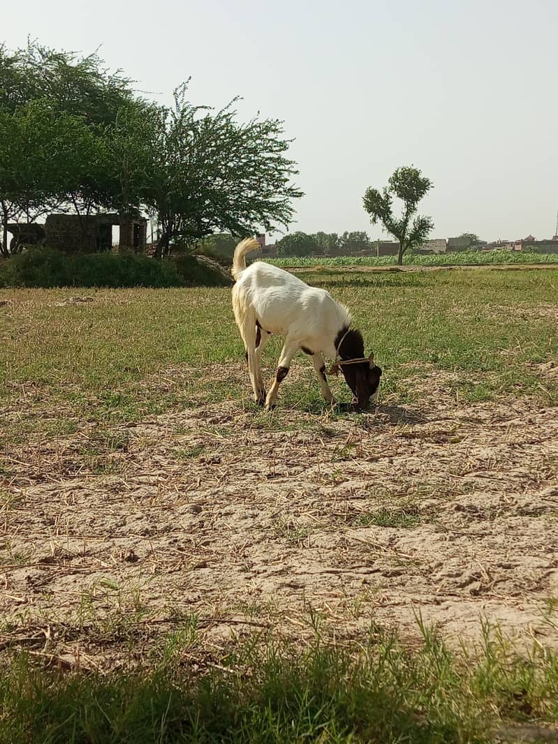 For Eid ul Adha 7