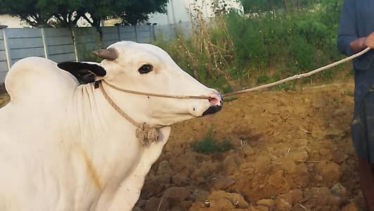 Fateh jangi bull/pure Bachra/donda/Qurbani 2026 /white & black bulls