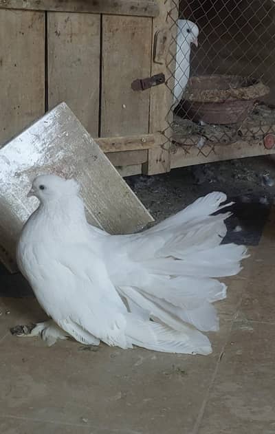 #American fantail  #breeder