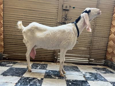 khubsurat bakri for sale