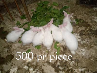 discount offer setup for sale