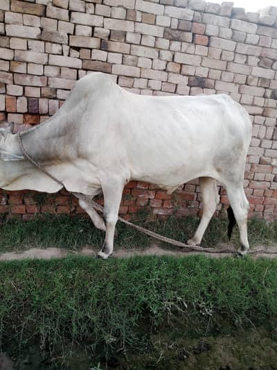bachra for sell