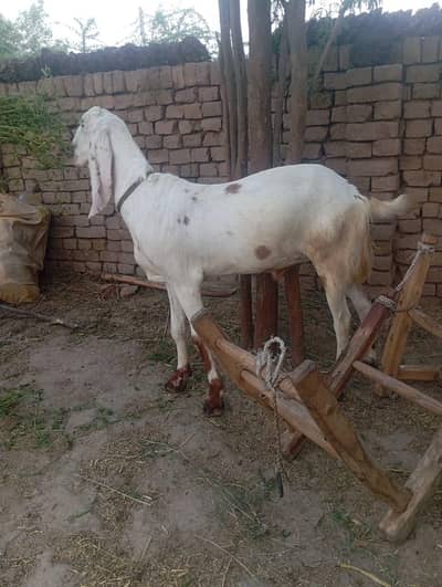 Bakra qurbni