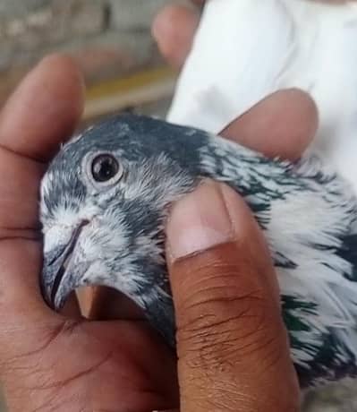 sialkoti breedrs