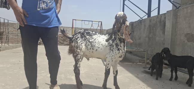 Makhi Chena Bakra for sale