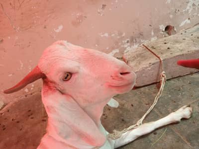 Gulabi Bakra White Goat