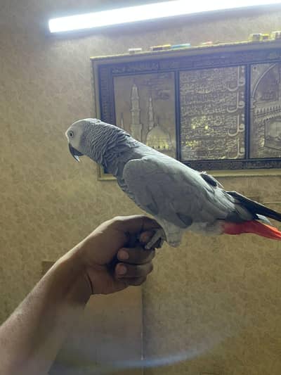 African grey parrot pair available for sale