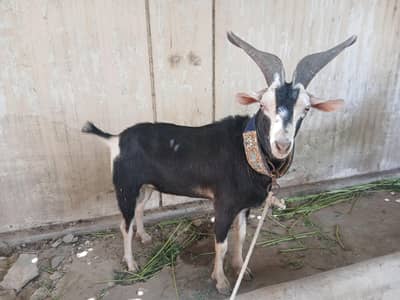 KALA MAKRI TAPRA
