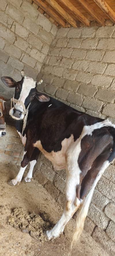 Cows for Sale in Aslam Colony Attock City