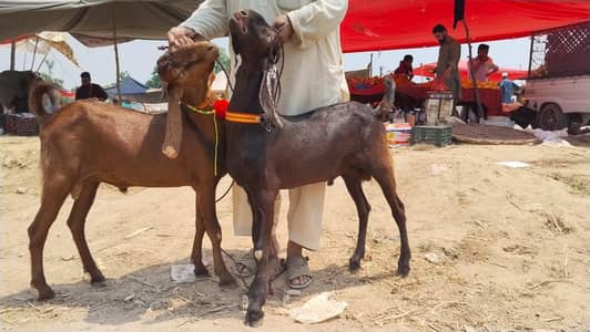 BAKRA