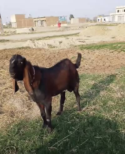 Bakra