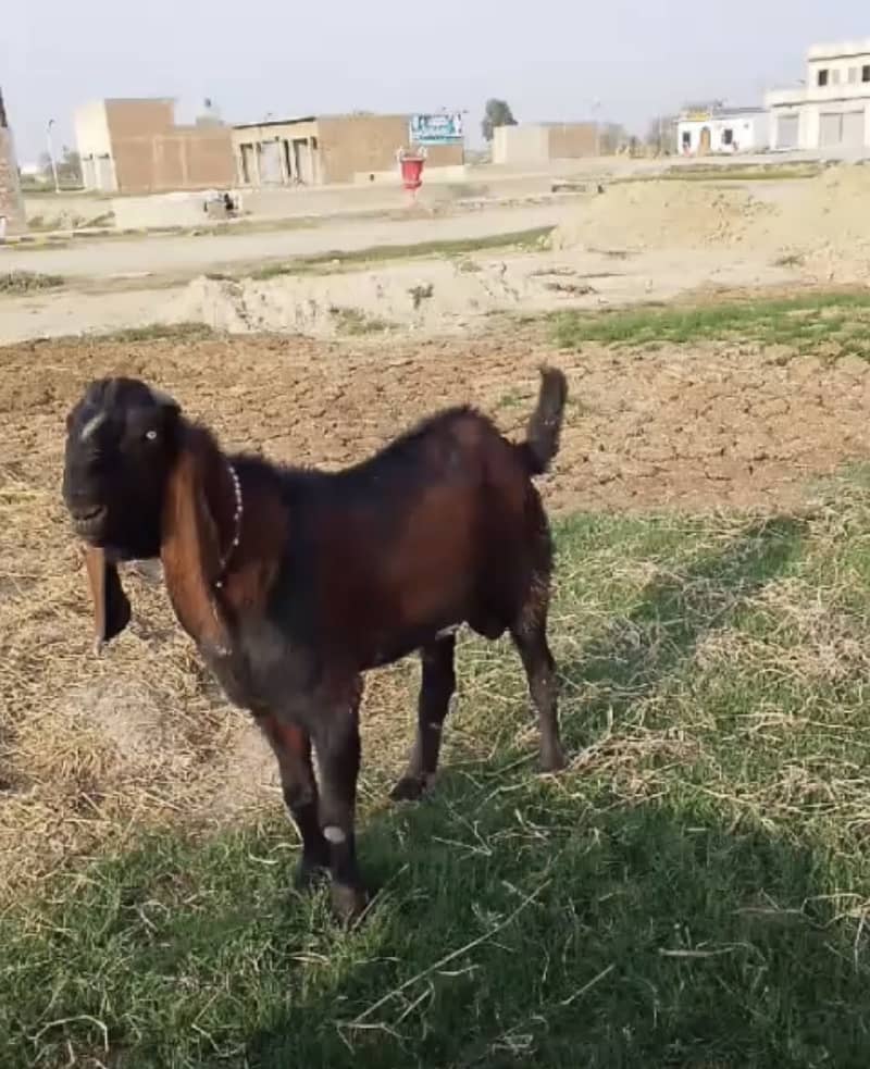 Bakra 0