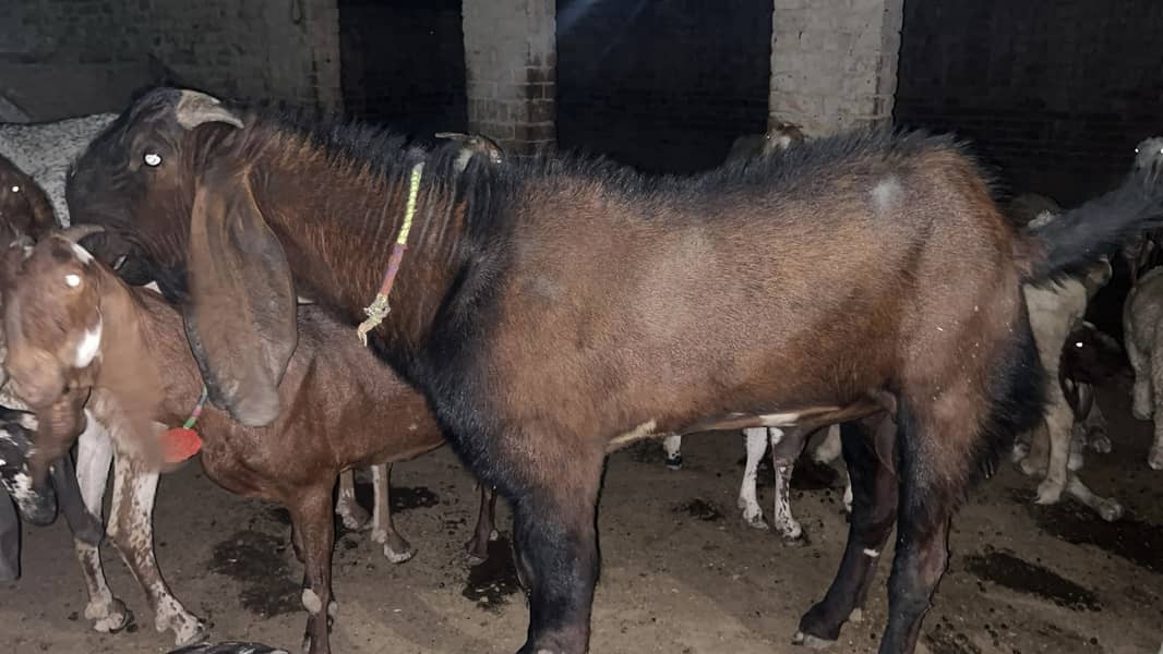 Bakra 1