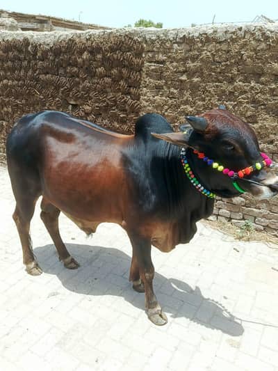 Qurbani Special Bull / Bachra For Sale – Healthy & Active