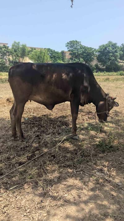 bachri for qurbani