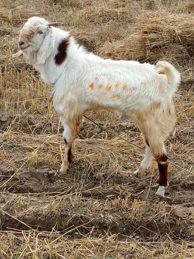 qurbani ka bakra