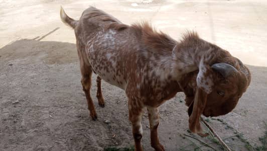 makhi cheena Bakra