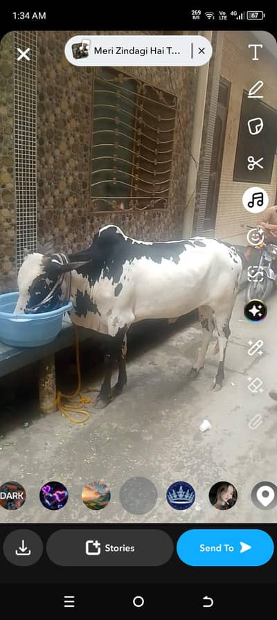 big bull whatsaap 03478016820