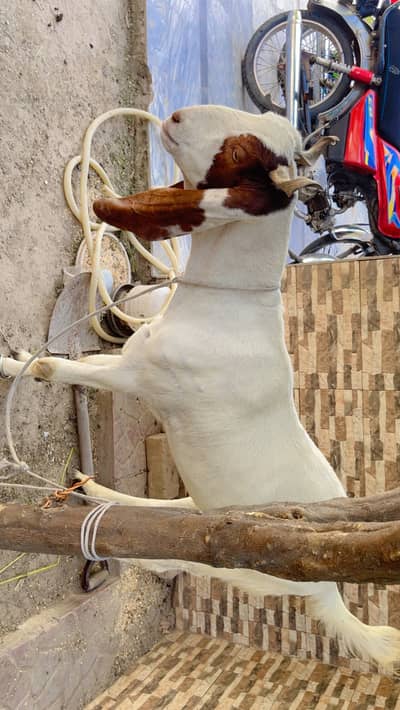 Bakra for sale