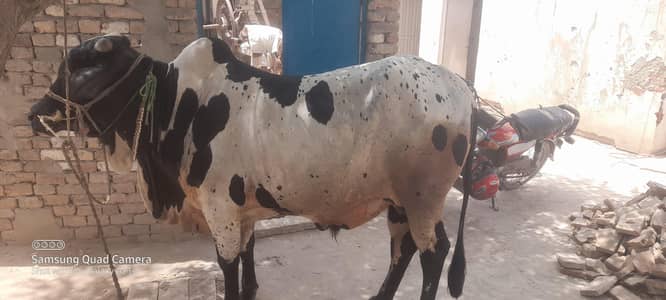 Bachhra for Sale