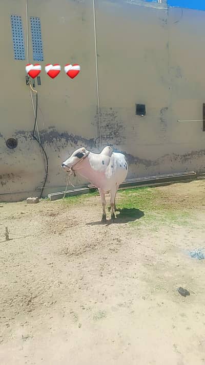 fatejangii bull