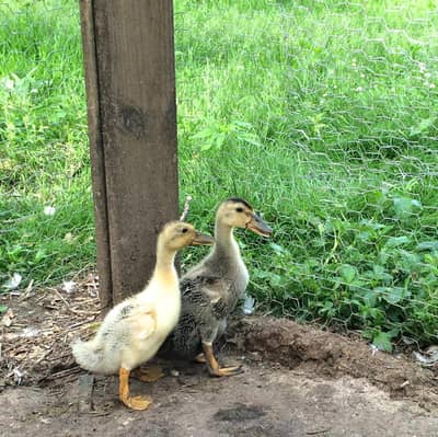  Healthy Duck Pair For Sale | Male + Female | 4 Months
